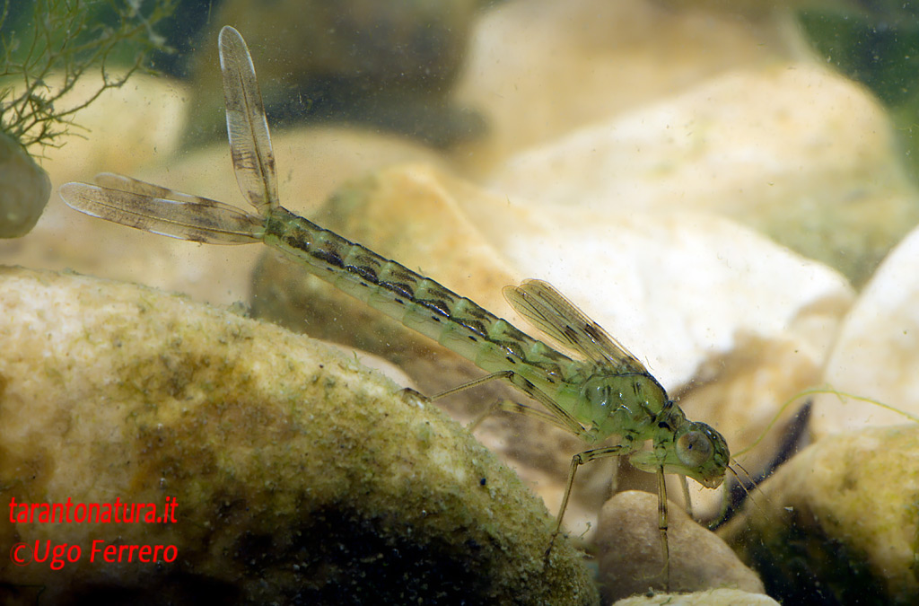 Larva di Chalcolestes viridis o parvidens